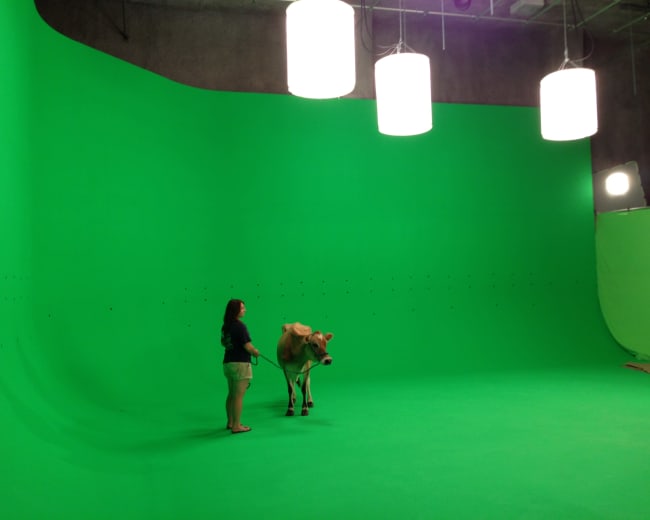 A person stands next to a cow in a studio with a green screen backdrop.