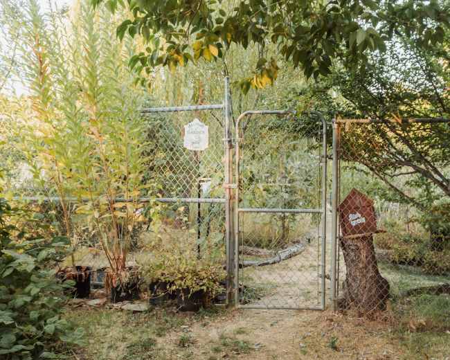 A metal gate opens into a garden surrounded by tall vegetation and potted plants.