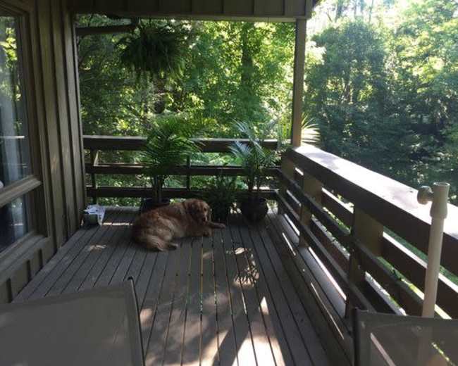 A golden retriever lies on a wooden deck surrounded by potted plants and trees.