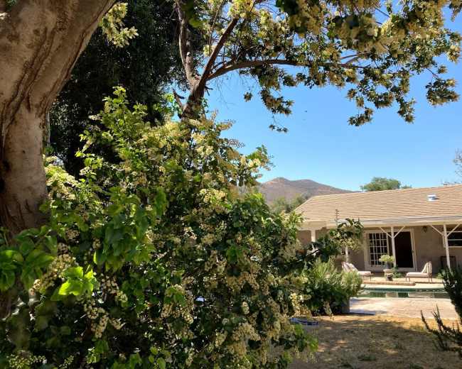 A house with a patio is partially obscured by flowering trees and shrubs, with mountains visible in the background under a clear blue sky.