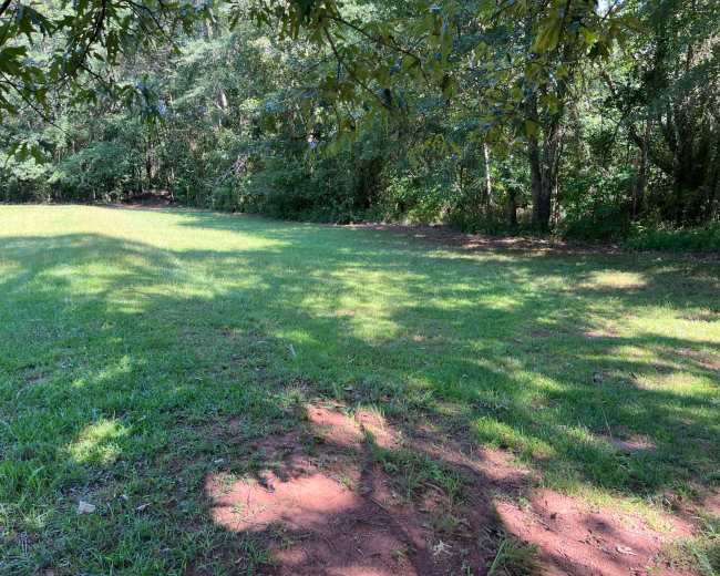 A grassy clearing is surrounded by dense trees, with dappled sunlight casting shadows on the ground.
