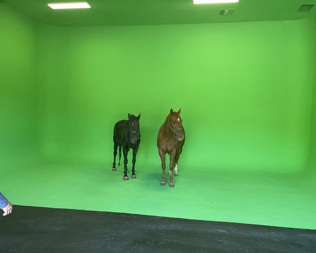 Two horses, one black and one chestnut, stand on a black floor in front of a green screen backdrop.