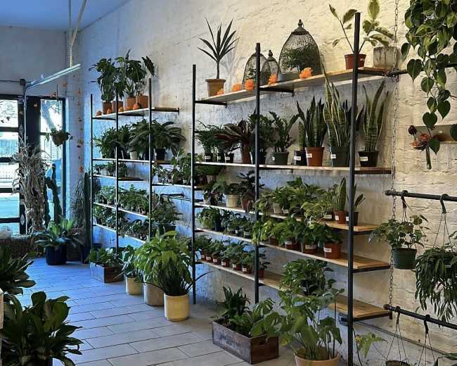 The image shows an indoor space with green plants arranged on metal shelves against a white brick wall, with tiled flooring and natural light coming in from a large window.