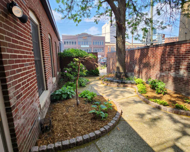 A brick pathway lined with plants leads to a tree in a courtyard bordered by brick walls, with buildings visible in the background.