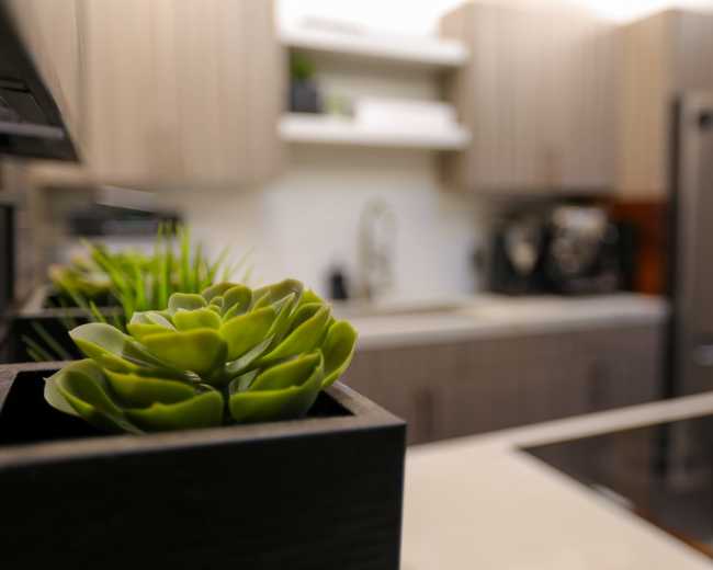 A close-up of a succulent plant in a black pot sits on a kitchen countertop, with blurred cabinetry and appliances in the background.