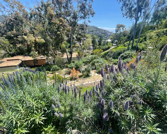 The image shows a hillside garden filled with purple flowers and various greenery under a clear blue sky.