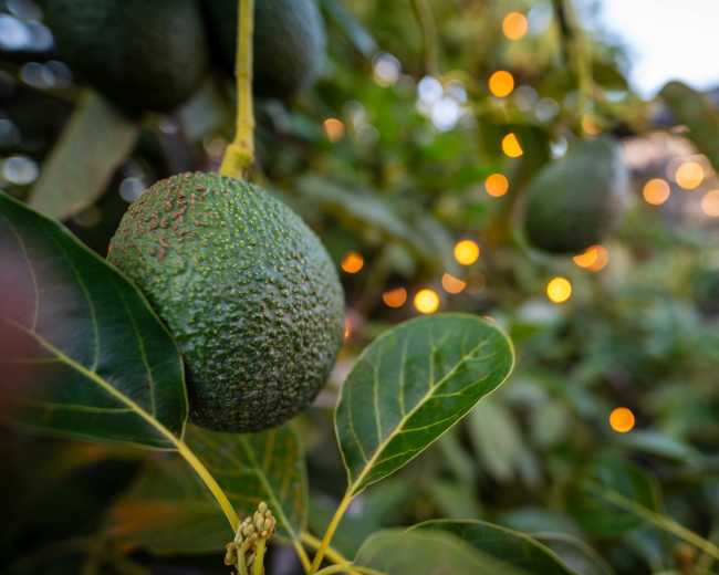 Avocado fruits hang from a tree with green leaves and blurred decorative lights in the background.