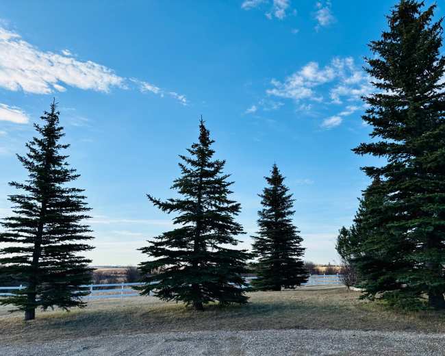 The image shows a group of tall evergreen trees against a clear blue sky, with a grassy area and a fence in the background.