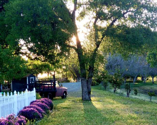 A vintage truck is parked near a white picket fence, with sunlight filtering through the trees in a rural setting.