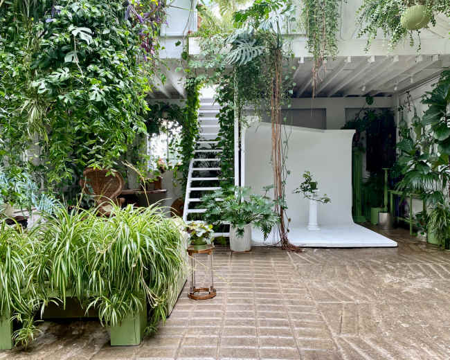 A well-lit indoor space filled with various plants, featuring a staircase, a white backdrop, and a mix of greenery throughout the area.