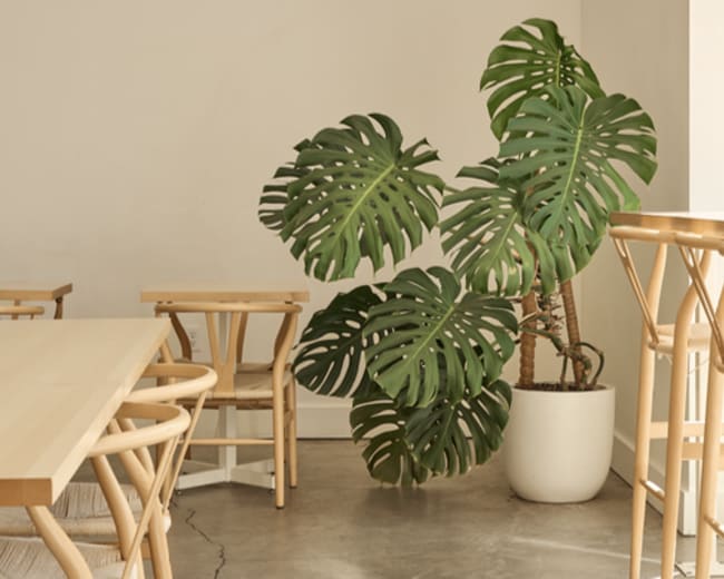 A spacious room features wooden furniture and a large potted monstera plant against a light-colored wall.