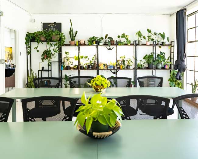A spacious office interior features a long green table surrounded by black chairs, with shelves of various plants and decorative items in the background.