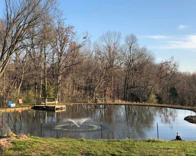 A pond surrounded by trees features a fountain and a small wooden dock on one side.