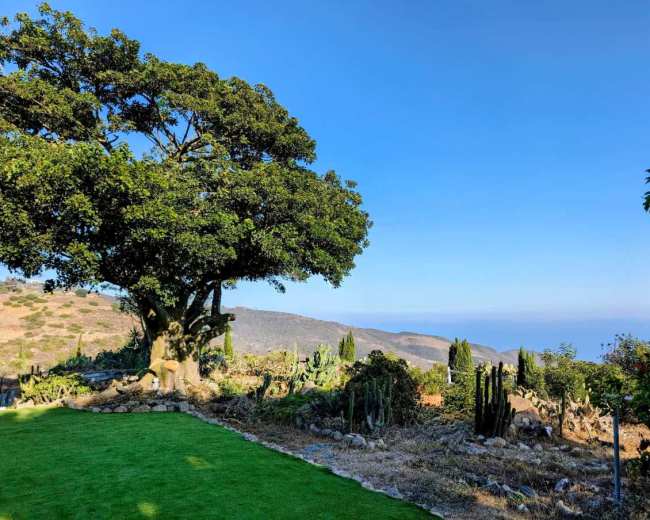 A large tree stands on a grassy area with a view of rolling hills and a clear blue sky in the background.