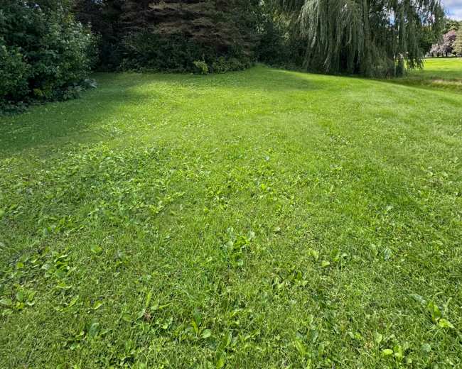 A grassy area features a cluster of evergreen trees alongside a willow tree under a blue sky with scattered clouds.