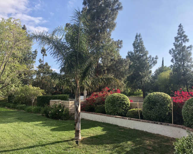 The image shows a landscaped garden with a palm tree, neatly trimmed shrubs, and flowering plants under a clear sky.