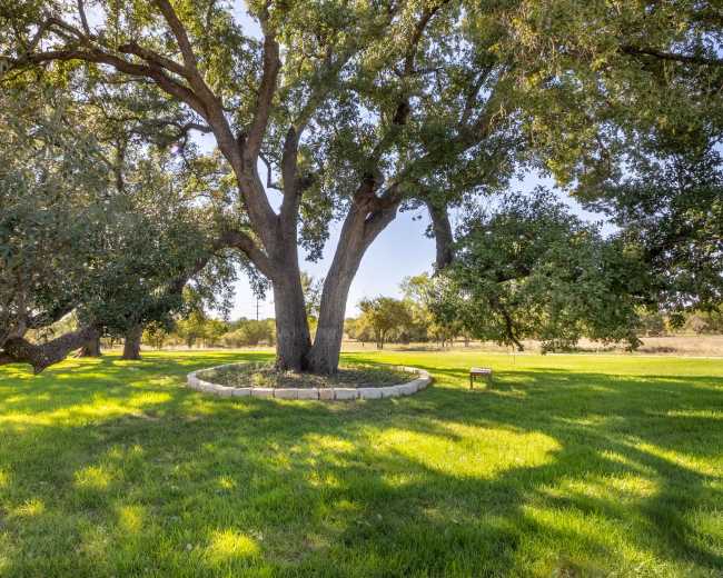 A large tree stands in a grassy area surrounded by a circular stone border.