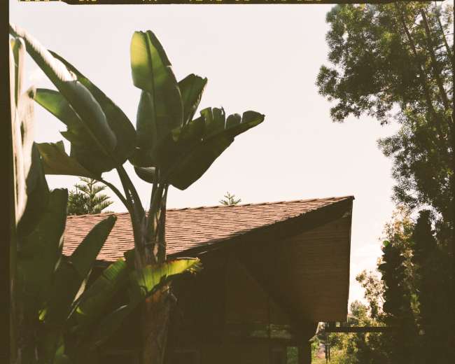 A two-story house with a sloped roof is surrounded by tall green plants under bright sunlight.