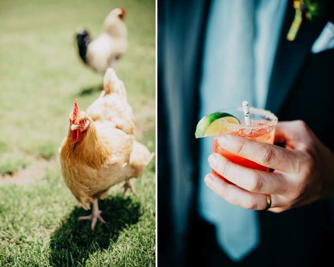 The image shows a brown chicken in a grassy area on one side and a hand holding a cocktail with a lime wedge on the other side.