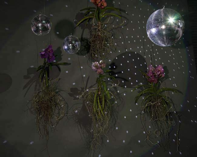 The image shows several hanging planters with orchids intertwined in their roots, accompanied by disco balls reflecting light onto a dark wall.