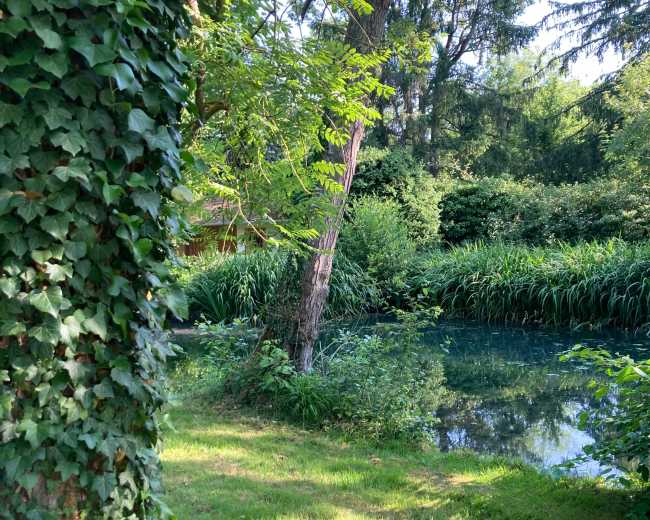 A peaceful scene depicts a lush green area by a tranquil pond, surrounded by trees and dense foliage.