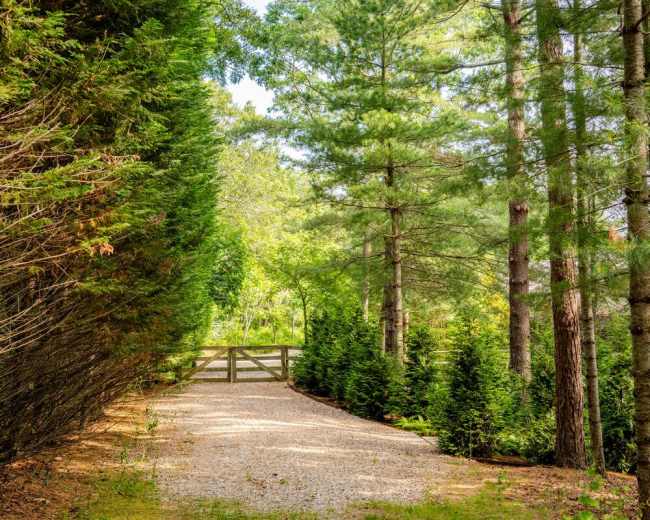 A gravel path lined with tall trees leads to a wooden gate in a wooded area.