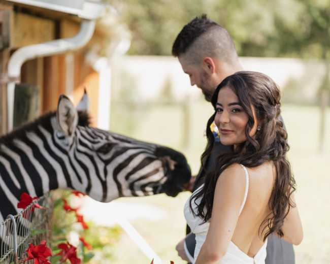 A bride looks back at the camera as a zebra leans its head over a fence beside her and a man stands behind her.