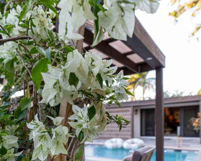 A flowering plant with white blooms is in the foreground, framing a swimming pool and a lounge chair behind it.