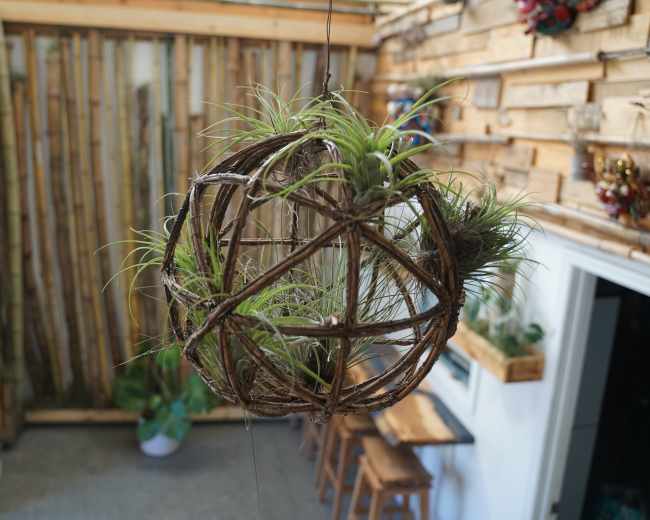A spherical plant holder made of twigs hangs from the ceiling, containing green air plants, in a room with wooden walls and furniture.