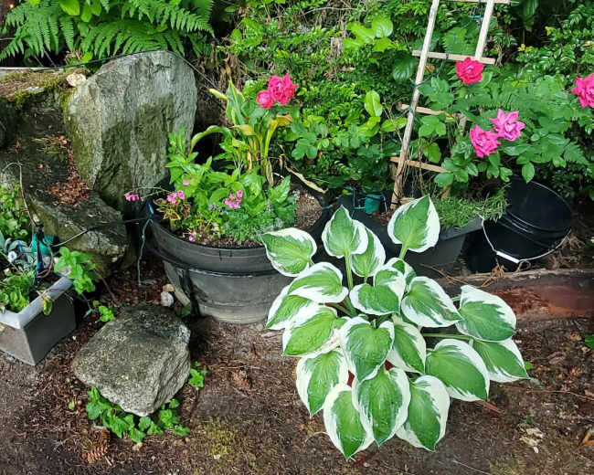 The image shows a garden corner featuring a large hosta plant, potted flowers, and pink roses, surrounded by natural elements like rocks and wooden materials.