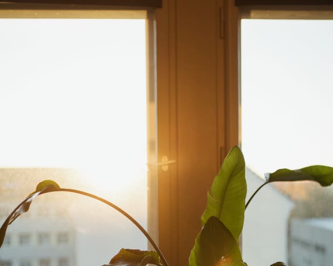 A potted plant is positioned near a window with sunlight streaming in, illuminating the leaves and the warm interior.