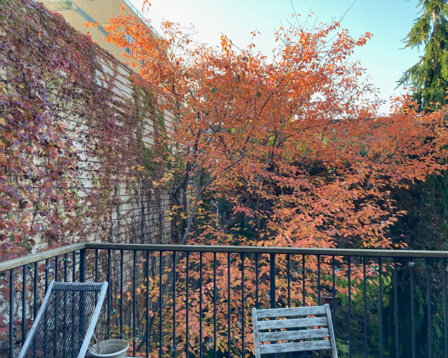 A balcony overlooks a tree with orange leaves against a brick wall covered in ivy.