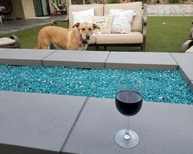 A dog stands near a seating area with a glass of red wine positioned on a tabletop adorned with blue glass stones.