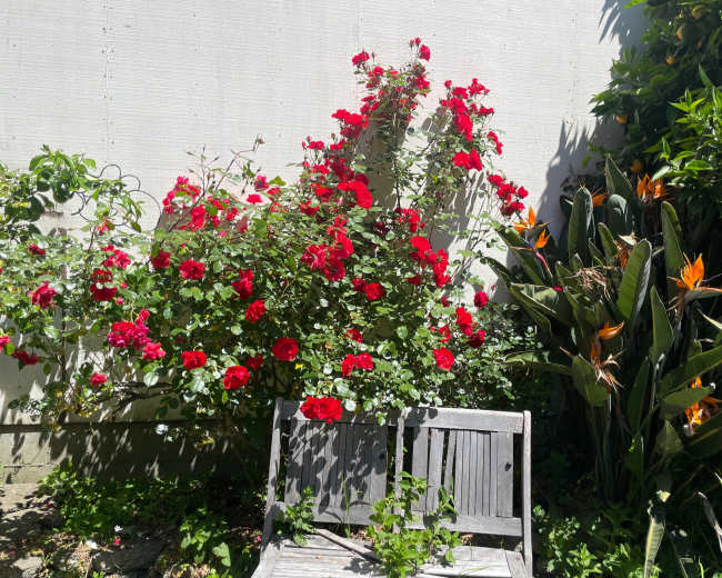A wooden bench sits amidst vibrant red roses and tropical plants against a white wall.