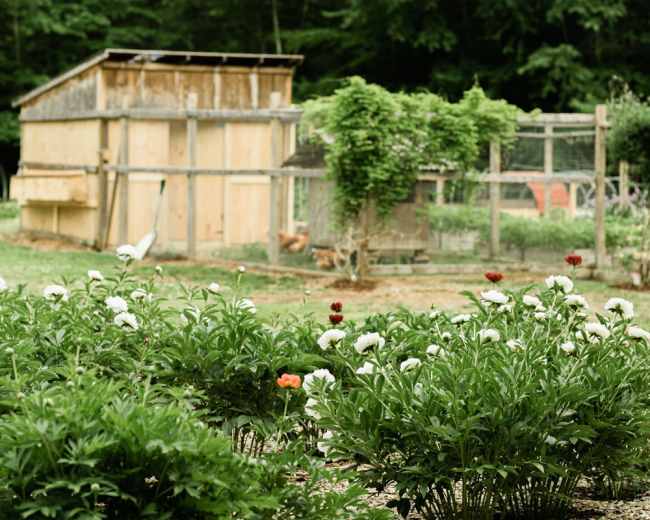 A wooden garden shed is surrounded by peony flowers and a fenced area with plants in a lush green setting.