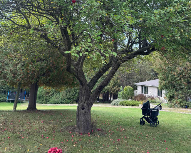 A large apple tree with red apples hangs over a grassy area, while a stroller sits nearby on the ground scattered with fallen apples.
