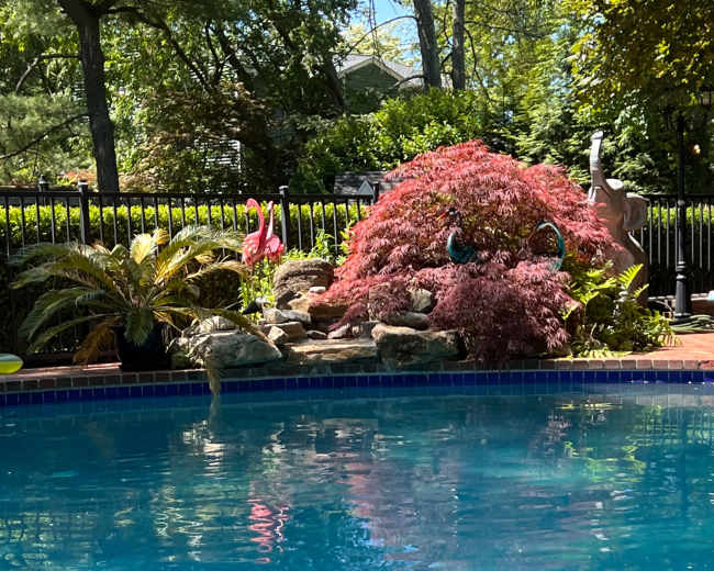 The image shows a clear swimming pool surrounded by lush greenery and a decorative pink-leafed shrub.