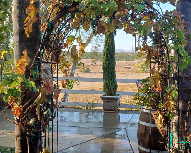 A vine-covered arch stands in the foreground, framing a view of an expansive, dry landscape with distant trees and hills.