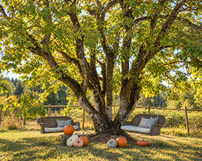 A large tree with a broad canopy provides shade over two woven couches and several pumpkins arranged on the grass.