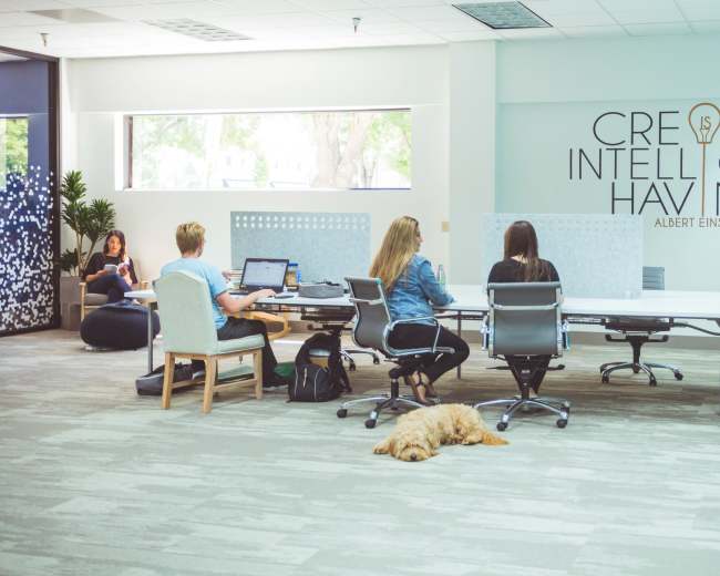 A modern office space features several individuals working at desks, while a dog rests on the floor in front of a large wall mural with a quote by Albert Einstein.