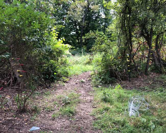 A dirt path leads through overgrown vegetation, flanked by trees and marked with colorful tape.