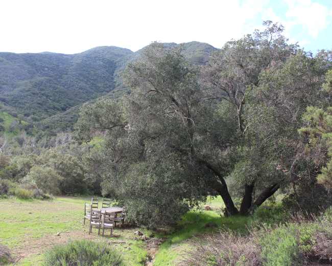 A large tree stands near a circular wooden table in a grassy clearing surrounded by mountains.