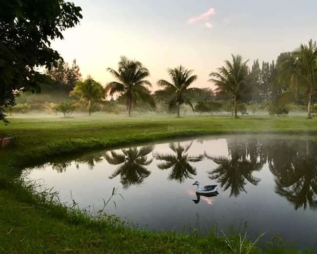 A calm pond reflects palm trees and a duck gliding across the water in the early morning mist.