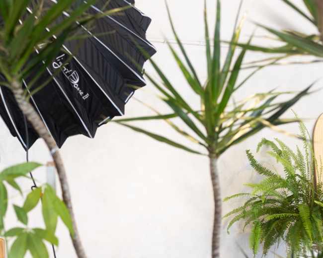 A wooden stool is positioned in a light-filled space surrounded by potted plants and a black umbrella reflector.