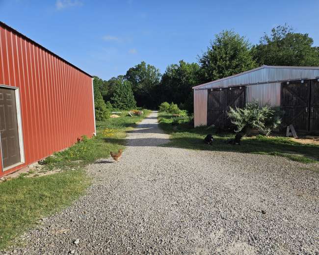 A gravel pathway divides two buildings, one red and the other white, with greenery and chickens on either side.