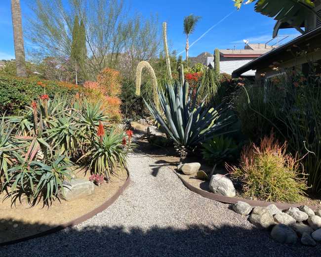 The image shows a desert garden featuring various succulent plants, a winding gravel path, and a mix of greenery and rocks.