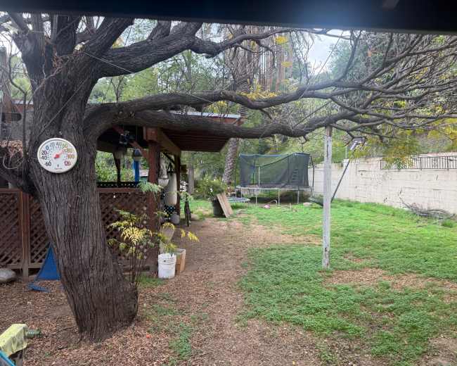 A backyard features a large tree, a trampoline, and a patch of green grass.