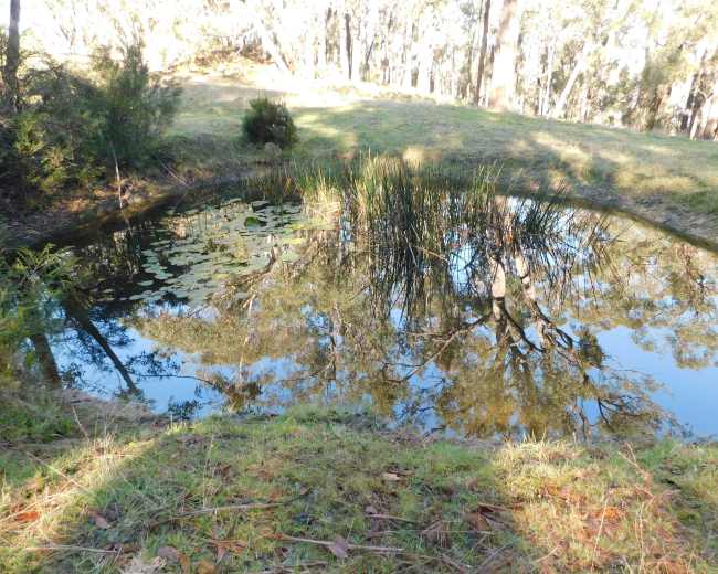 A small pond surrounded by grass and trees reflects the surrounding landscape and plants.