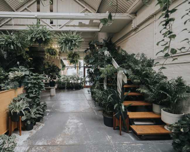An indoor space filled with various potted plants, including a staircase leading to an upper level.