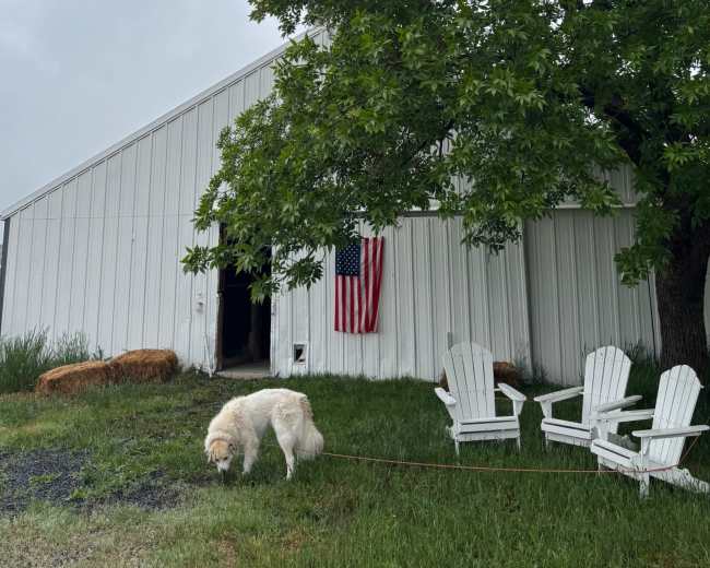 A white barn with a large tree in front displays an American flag, while a dog walks on the grass nearby.